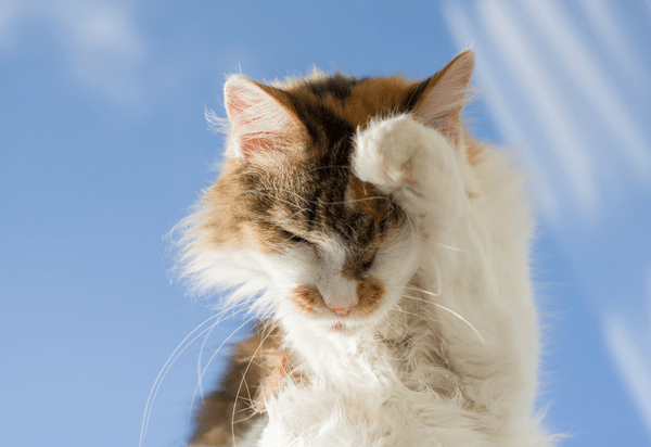 Management of the Environmentally Allergic Cat (2020)