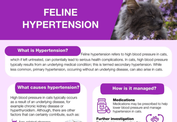 feline hypertension download