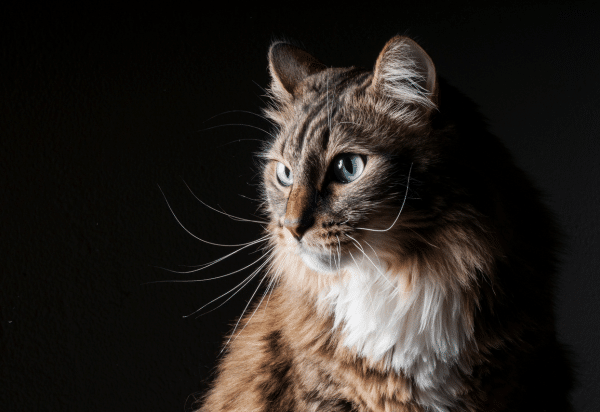 Feline Infectious Peritonitis in 2024: Updates for the Caregiver (2024)