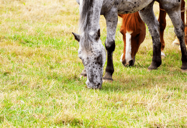 Anthelmintic Resistance